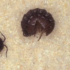 thumbnail for publication: Pillbug, Roly-Poly, Woodlouse Armadillidium vulgare (Latreille) (Malacostraca: Isopoda: Armadillidiidae)